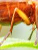 Tetanocera sp.